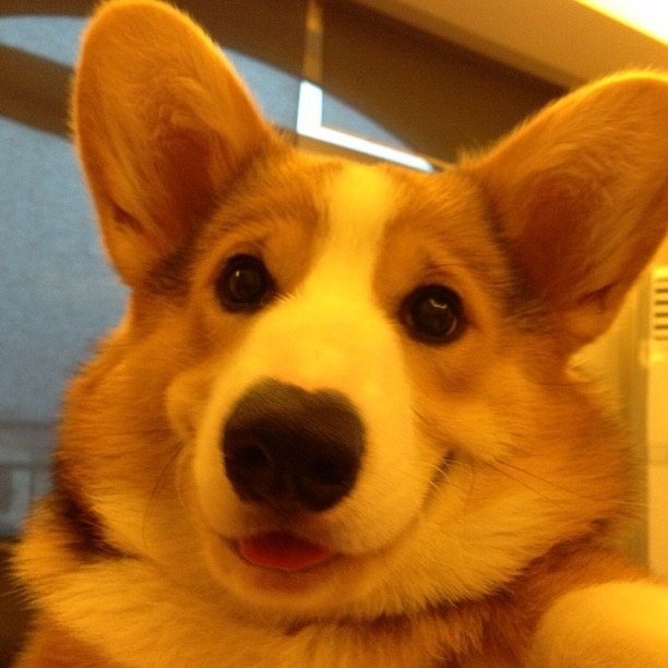 やっぱり可愛いコーギー犬