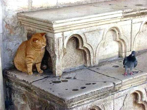 猫に狙われた完全ロックオンされた写真