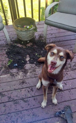犬や猫たちの困ったいたずら写真