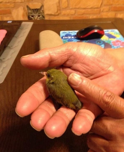 猫に狙われた完全ロックオンされた写真