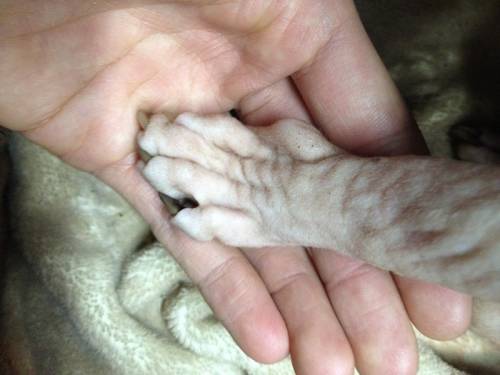 猫の手