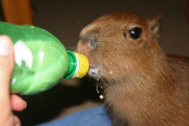 見ているだけで興奮してくる可愛い動物の画像