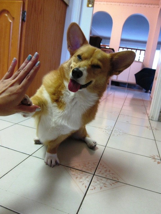 コーギー犬が可愛すぎてやばい写真