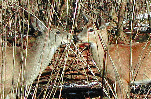 可愛い動物たちが仲良くキスしている写真