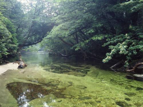 屋久島の神秘的自然が美しすぎる写真