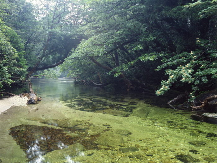 神秘的な屋久島の自然の写真