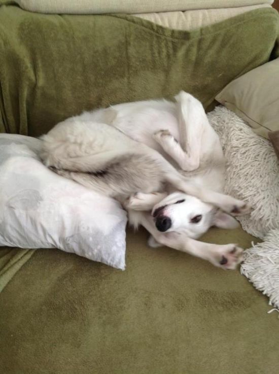 変顔や変な格好した犬の写真