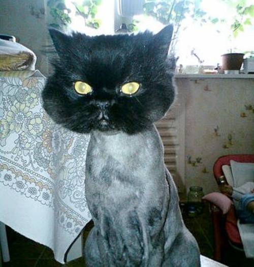 ヘアカットで失敗した惨めな動物たち