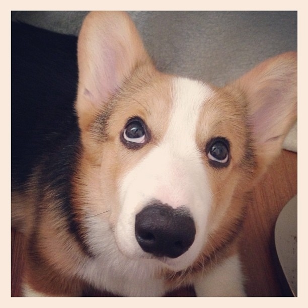 やっぱり可愛いコーギー犬