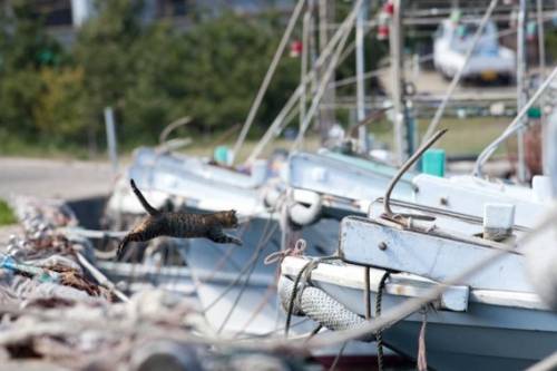 福岡にあった猫の島の写真