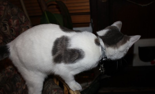 幸福を呼ぶハートマークの可愛い猫や犬の画像