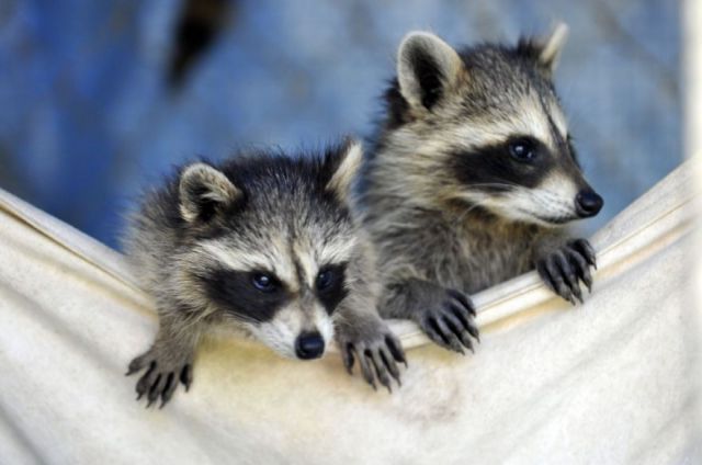 とてもキュートで可愛い動物の写真