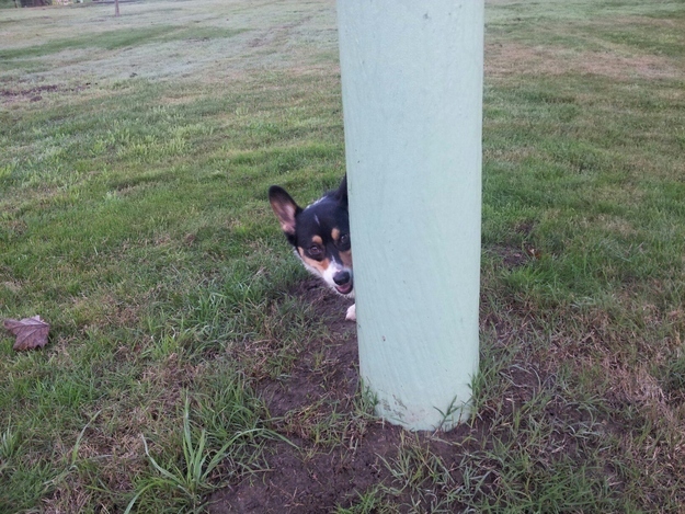 本当に可愛いコーギー犬の写真