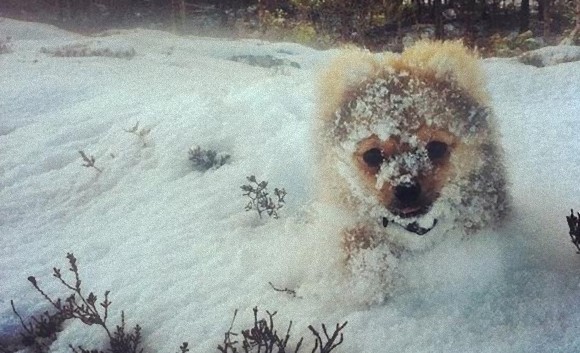 寒さも平気だよ！雪で遊ぶ可愛い動物たちの画像