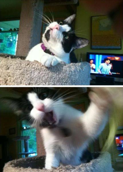 可愛い動物画像