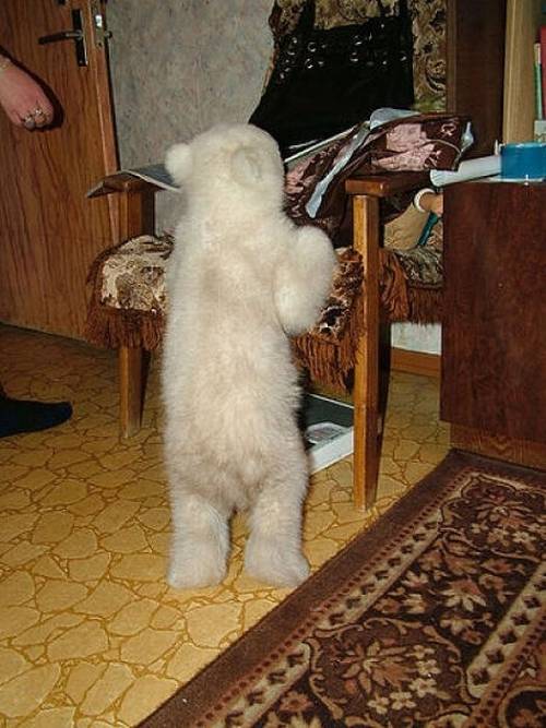 ホッキョクグマの赤ちゃん
