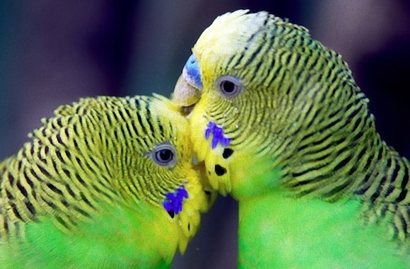 動物たちがキスする写真