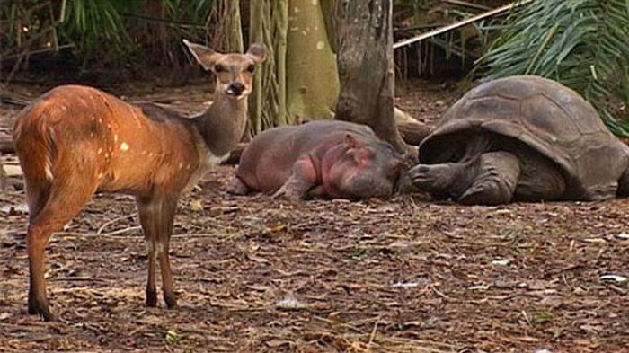 赤ちゃんカバと親友の１３０歳のカメ 