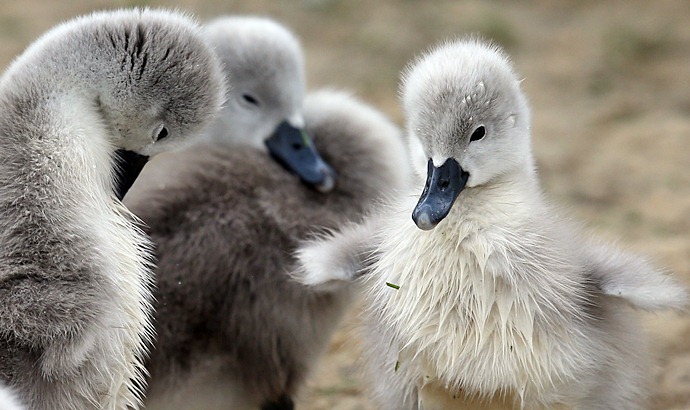 かわいい白鳥の子写真