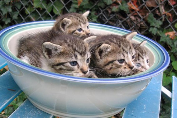 あらゆる容器に流れ込む猫技「液体流動の術」の写真