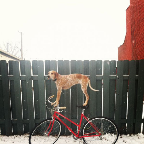 バランス感覚が凄い犬