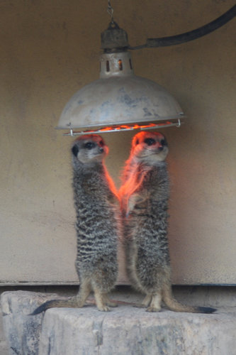 可愛い動物たちが立ち上がっていてワロタｗｗｗ写真