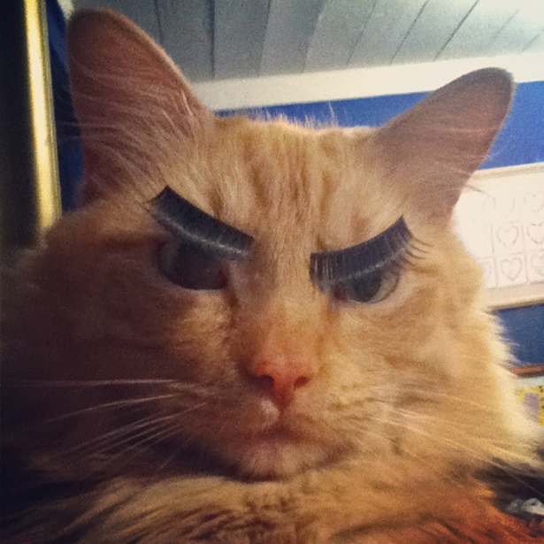 とにかく魅力的な猫の写真