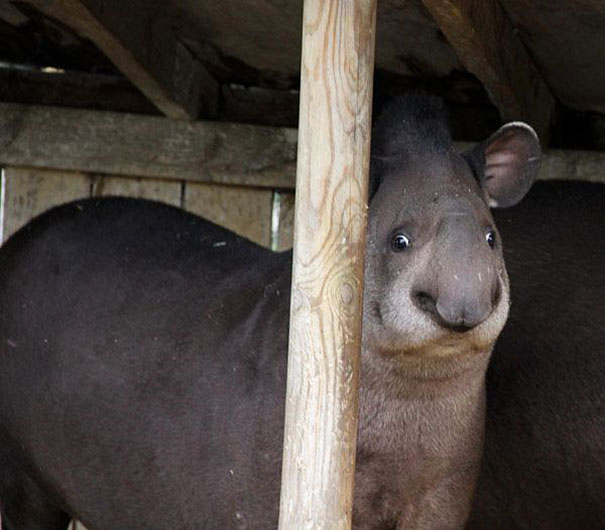 マジキチフェイスな動物たちの写真