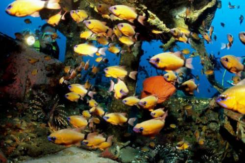 車が海に沈んでしばらくして魚の住まいになった写真