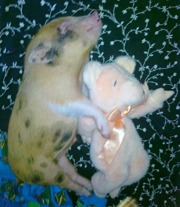 可愛い動物とぬいぐるみのコラボが本当に可愛すぎてやばい写真