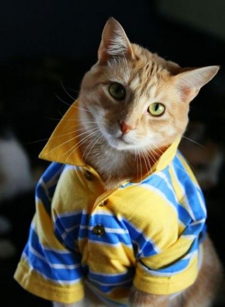 コスプレが似合いすぎるオシャレ犬・猫の写真