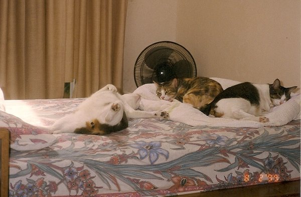 身震いするほど可愛い猫の画像