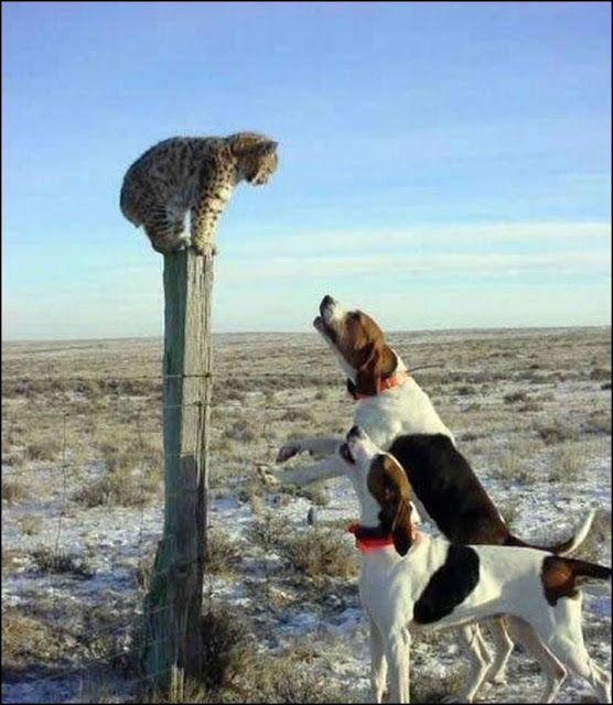 本当は仲良し？犬と猫が喧嘩している写真