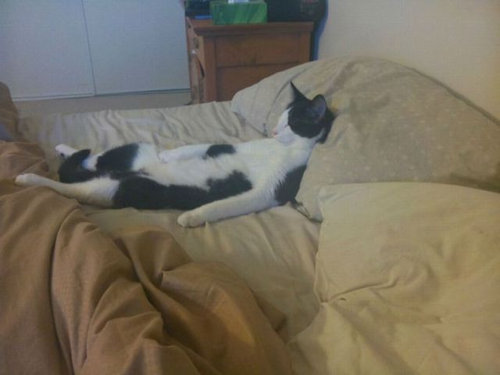 ぐっすり眠る動物たちの癒される写真