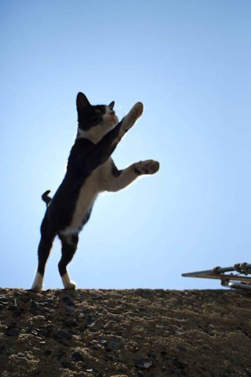 福岡にあった猫の島の写真