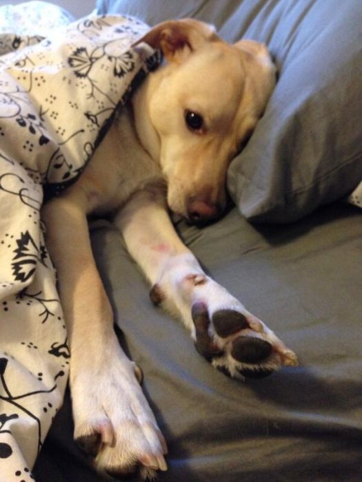 可愛すぎる動物たちが眠そうな写真