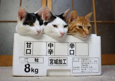 可愛すぎる猫たちの写真