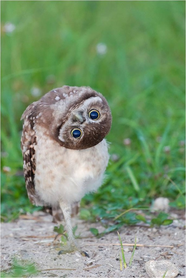 可愛いフクロウさんの写真