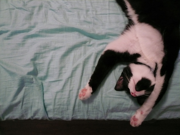 見るとやる気がなくなっていく眠る猫の画像