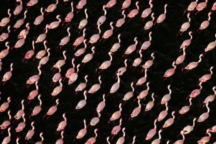 フラミンゴが大群すぎてワロタｗｗｗ写真