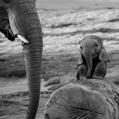 本当にキュンとする！動物の赤ちゃんたちの写真