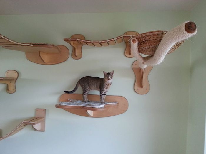 猫の遊び場の写真