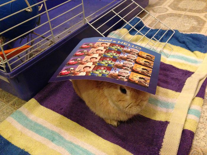 うちのウサギがおとなしいので頭にいろいろ乗せてみた写真