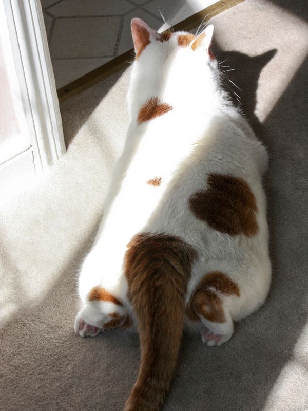 幸福を呼ぶハートマークの可愛い猫や犬の画像