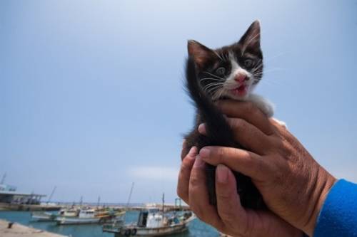福岡にあった猫の島の写真