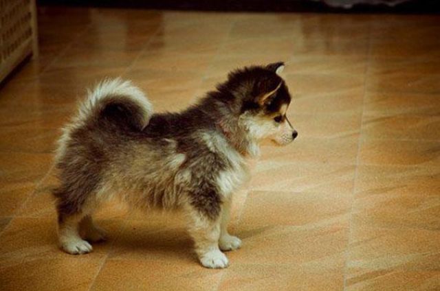 愛嬌ありすぎるミックス犬の写真