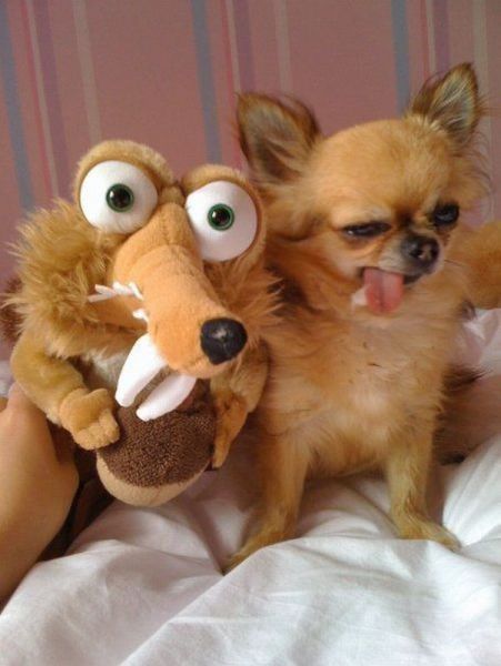 なんで動物ってこんなに可愛いんだろと思える写真