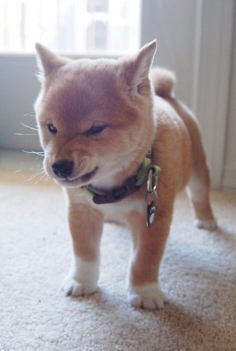 何だかほのぼのする動物の写真