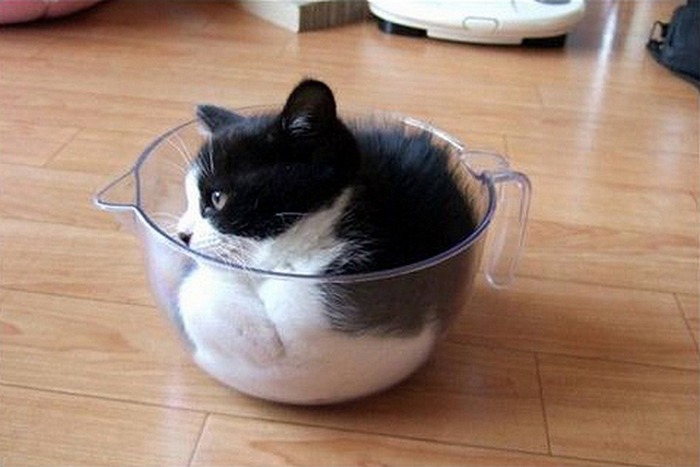 まるで液体のようなネコの写真