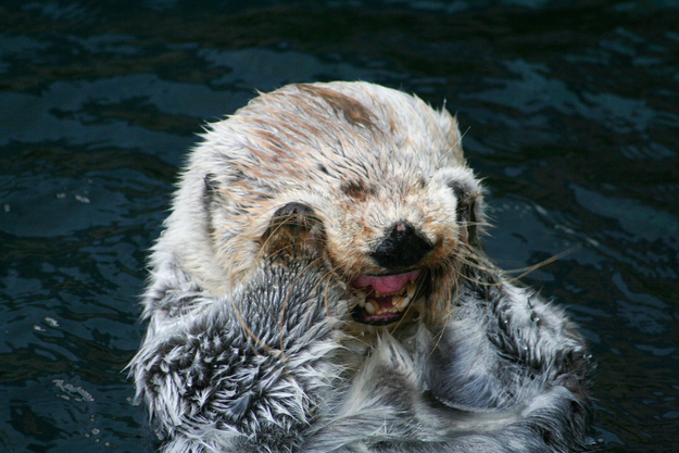 表情豊かなカワウソとラッコの写真